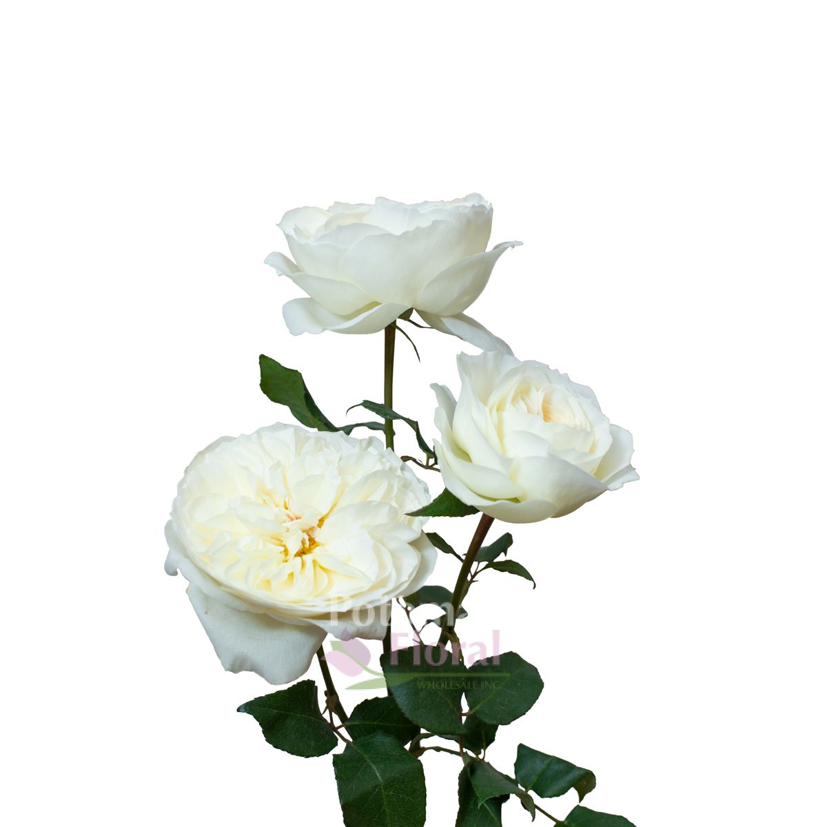 Garden Rose, Leonora (David Austin) Cream White Potomac Floral